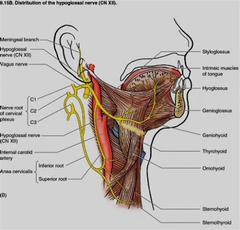 hypoglossal nerve  hypoglossal nerve cranial nerves pharmacology