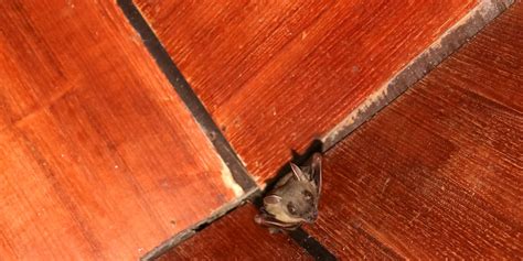 rid  bats remove bats  attic