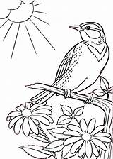 Coloring Sparrow Parrot Topcoloringpages Branch sketch template