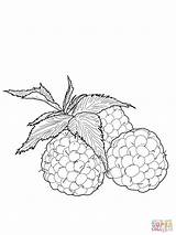 Raspberry Raspberries Framboise Colorear Supercoloring Frambuesas Framboises sketch template