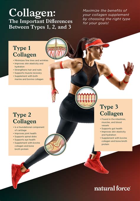 collagen  important differences  types