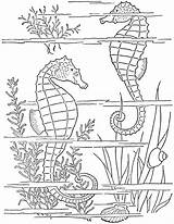 Seahorses Seahorse sketch template