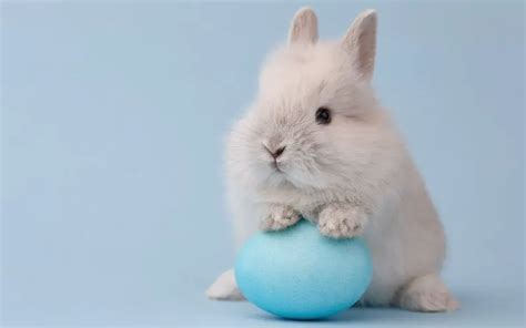 rabbits lay eggs  truth   myth   pets