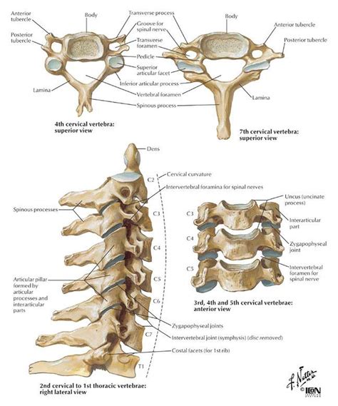 pictures  cervical vertebra healthiack
