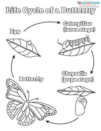 butterfly coloring pages butterfly life cycle butterfly coloring