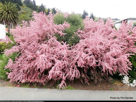tamaryszek piecioprecikowy pink cascade tamarix ramosissima pink cascade