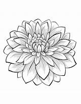 Chrysanthemum Coloring Meaningful Most Collection Kids Webtech360 sketch template