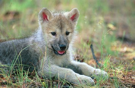 cute wolf pup  field wolves photo  fanpop
