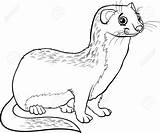 Weasel Coloring Ferret Drawing Stoat Cartoon Animal Footed Pages Cute Designlooter Book Drawings Color Getcolorings Getdrawings Illustration Vector Stock 19kb sketch template