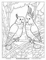 Coloring Pages Bird Printable Realistic Animal Birds Tropical Animals Cage Prey Desert Color Print Getcolorings Colouring Getdrawings Cool Colorings sketch template
