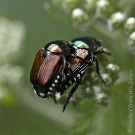 japanese beetle tendrils