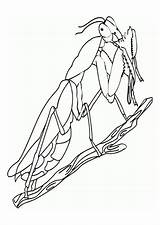 Mantis Religiosa Grillo Gottesanbeterin Praying Malvorlage Kleurplaat Bidsprinkhaan Schulbilder Schoolplaten Educima Siguiente sketch template