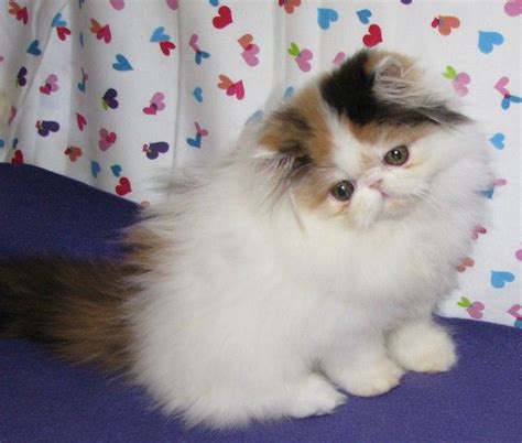white teacup persian kittens  sale cute cats pictures teacup persian cats teacup persian