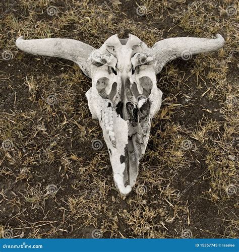close   wildebeest skull  ground tanzania stock image image