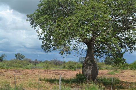 chaco region trico tours