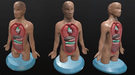 3d Model Human Anatomy Vr Ar Low Poly Cgtrader