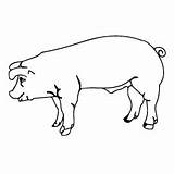 Porco Yorkshire Pigs Desenhar Feito sketch template