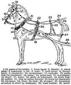 horse harness parts diagram horse tack horses horse harness horse carriage