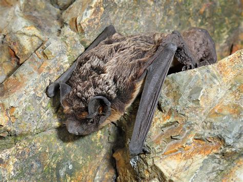 brown bats malinda rene