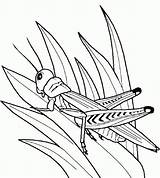 Coloring Pages Grasshopper Insect Kids Insects Bug Popular Garden Library Clipart Coloringhome sketch template