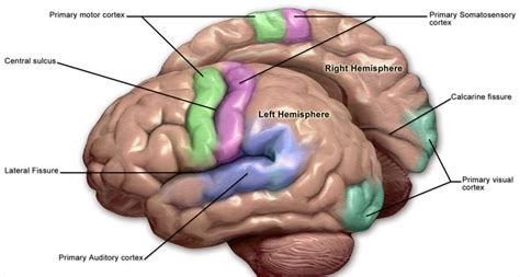 primary motor cortex contributes  word comprehension study finds
