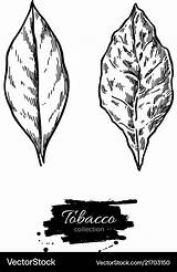 Tobacco Drawing Leaf Dried Fresh Vector Royalty sketch template