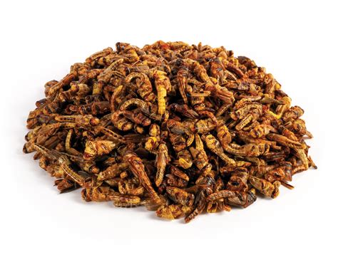 pint  locusts crunchy critters buy edible insects
