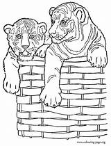Coloring Tiger Tigers Cubs Pages Basket Colouring Two Wicker Printable Cute Adult Popular Choose Board sketch template