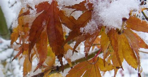 eclectic photography project day 235 autumn snow