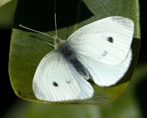 white wings   butterfly   season    ca flickr