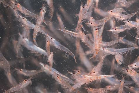 future  krill experts recommend  management strategies