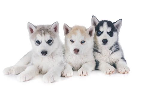 miniature husky breed profile size temperament breed info