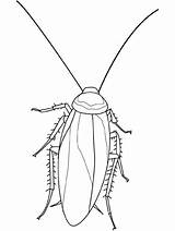 Insecten Barata Insekten Ausmalbilder Malvorlagen Kolorowanki Kakkerlak Insetti Malvorlage Grillo Colorare Robaki Insetto Insecte Cockroach Colorees Serangga Mewarnai Malvorlagen1001 Antenne sketch template