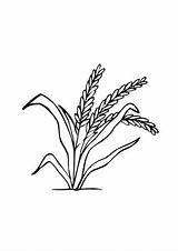 Getreide Ausmalen Ausmalbilder Ausmalbild Malvorlagen Ausdrucken Bauernhof sketch template