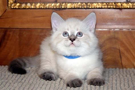 siberian kittens available for sale stellenbosch public ads cats and kittens