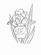 Iris Mighty Bestcoloringpagesforkids sketch template