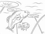 Coloring Pages Largemouth Bass Basses Coloringbay sketch template