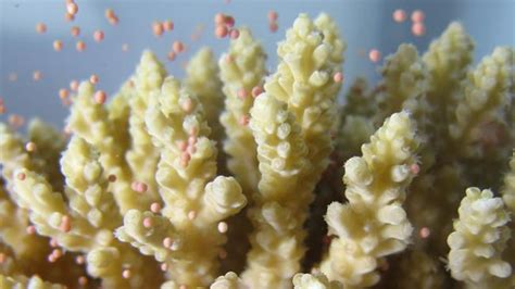 great barrier reef comes alive as annual coral spawning