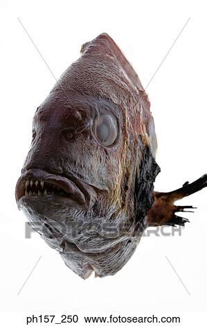 stock photography  fish front view ph search stock