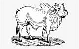 Brahman Cattle Ox Clipartkey sketch template