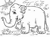 Coloring Pages Elephant Asian sketch template