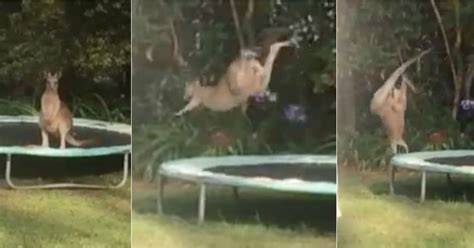 kangaroo jumping on a trampoline in australia fails