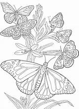 Coloring Pages Butterfly Adult Printable Butterflies Adults Color Colouring Print Beautiful Advance Awesome Books Coloringpages Colorpagesformom Book sketch template