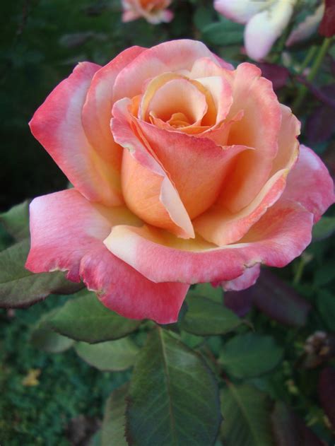 photo   bloom  rose rosa tahitian sunset posted  paul