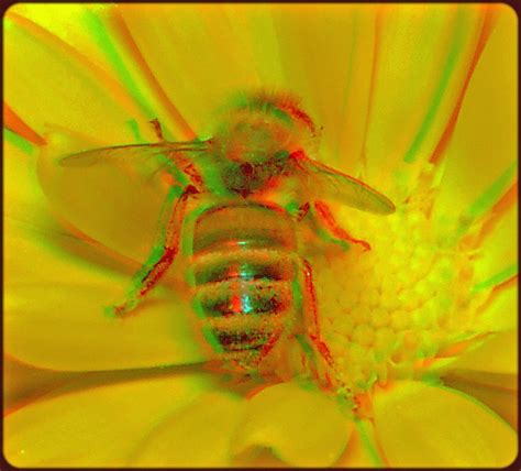 bee [anaglyph} use red cyan 3d goggles to see stereoscopic… flickr