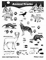 Animal Tracks Identification Track Printable Coloring Pdf Animals Guide Kids Tracking Poster Pages Wildlife Prints Maine Washington Tierspuren Footprints Unit sketch template