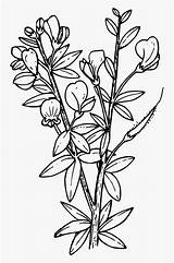 Larkspur Coloring Pages Clipartkey sketch template