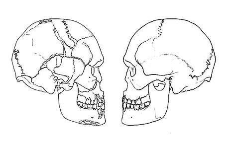 human skull anatomi coloring pages bulk color skull coloring