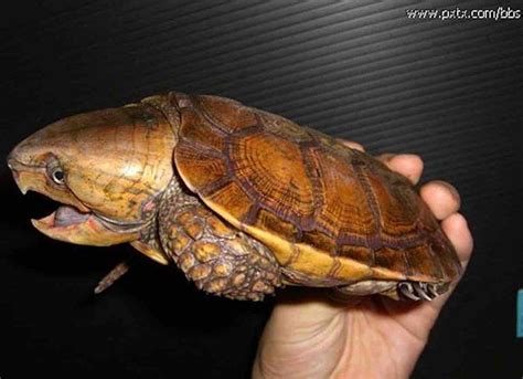 tortues  grosse tete en danger dextinction ont eclos au zoo de londres