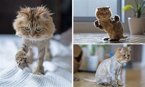 daisy the persian cat looks like a lion after owners shave her fur daily mail online